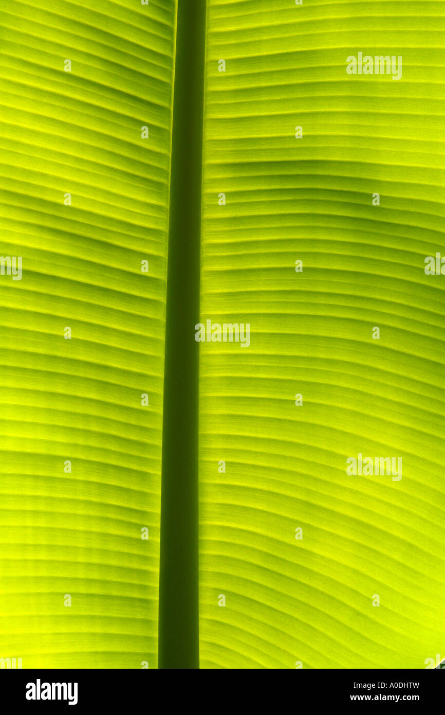 Leaf of the Saba plantain.Musa spp. Florida USA Stock Photo Alamy