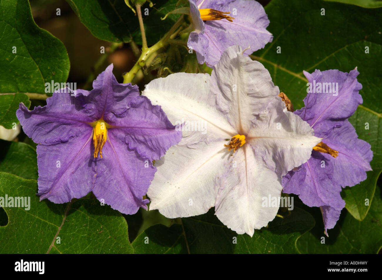Giant Star Potato Tree Solanum macranthum Flowering Stock Photo