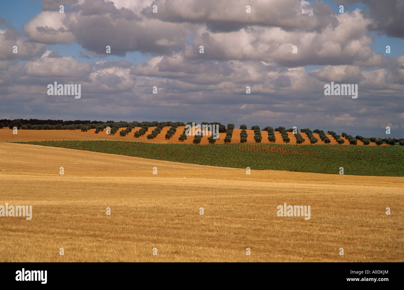 rural landscape near Villa Nueva de Los Infantes, Albacete Province, Castile-La-Mancha, Spain Stock Photo