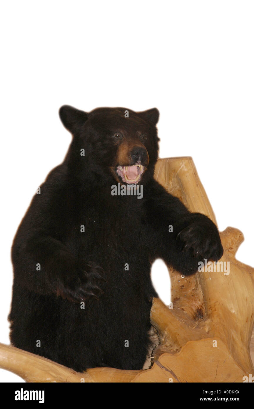 Bear with horns hires stock photography and images Alamy