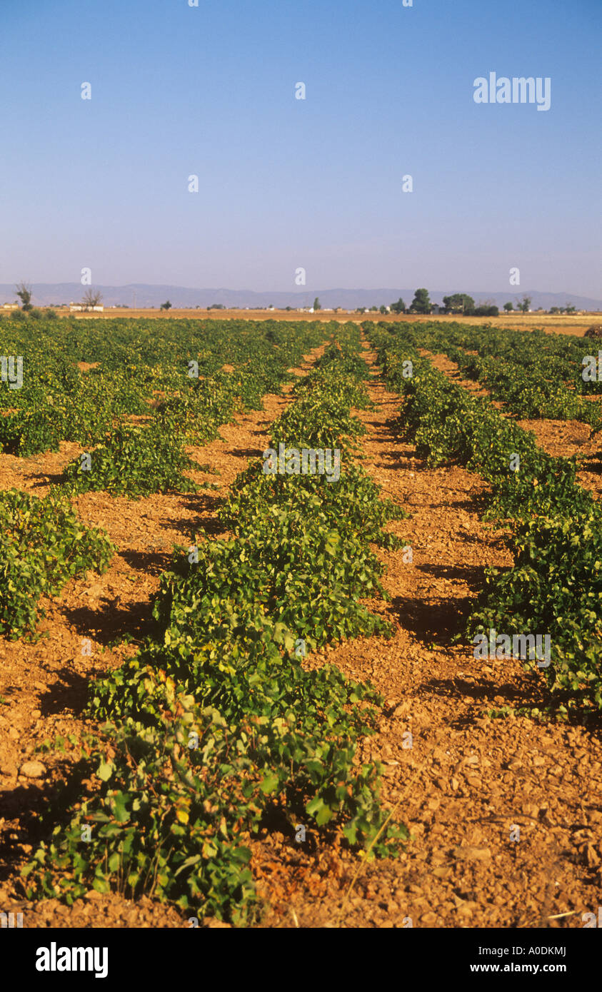 vineyard near Manzanares, Ciudad Real Province, Castile-La-Mancha, Spain Stock Photo