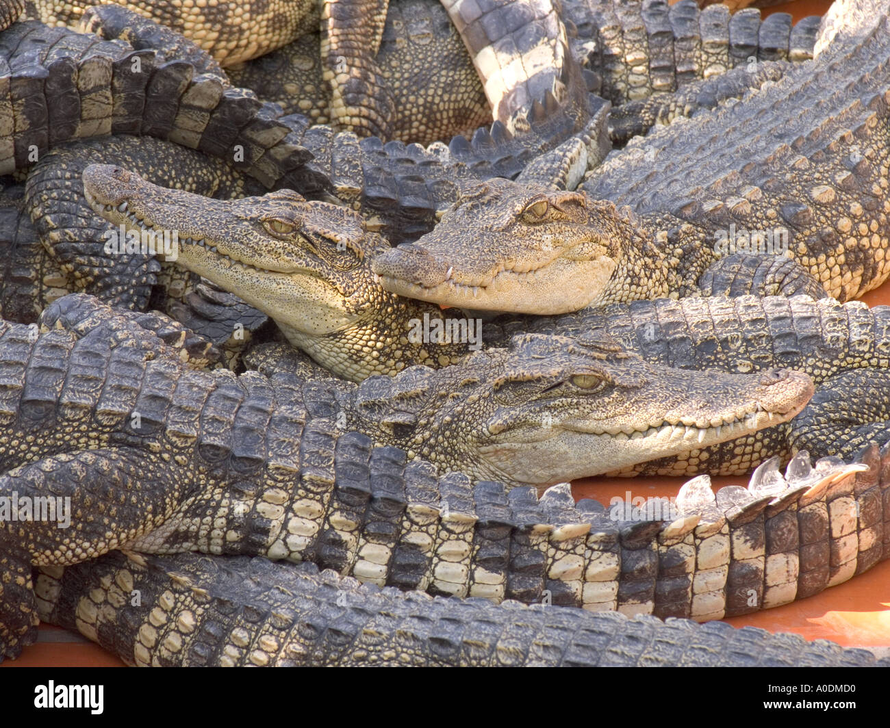 Vietnam South Mekong Delta Long Xuyen animals reptiles juvenile crocodiles bred for their skin Stock Photo