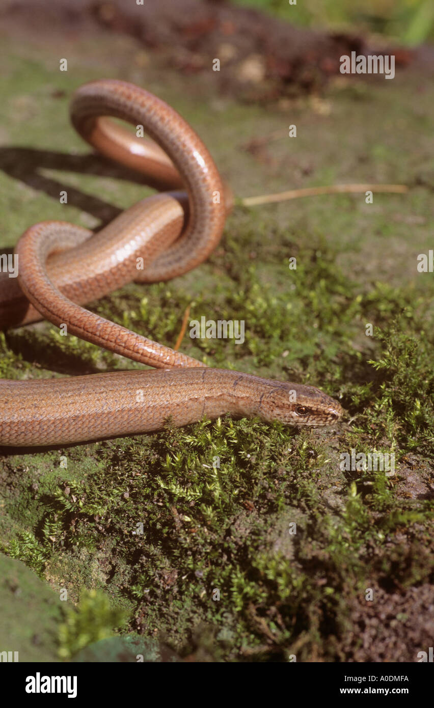 Slow worm Stock Photo Alamy