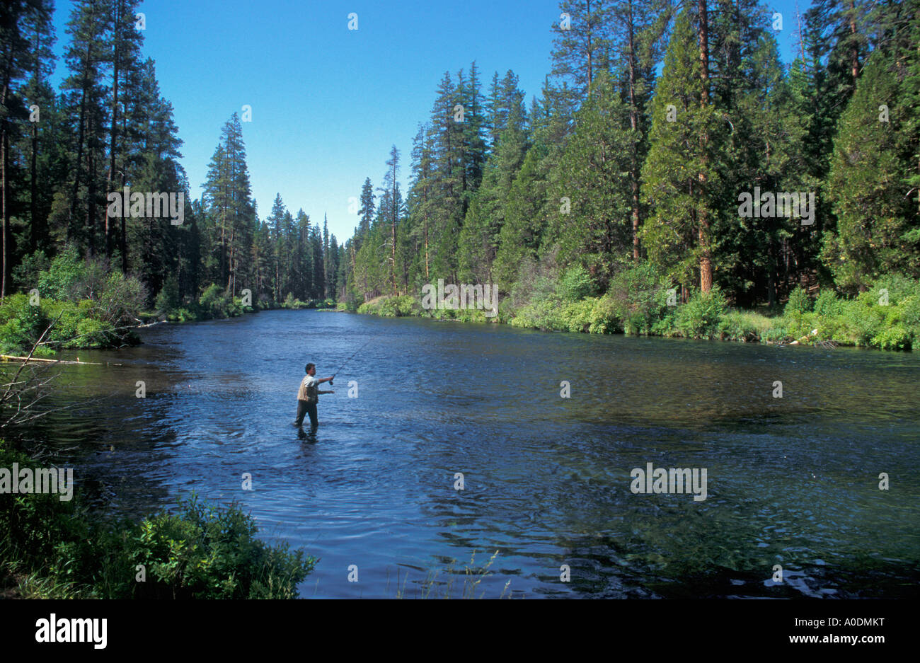 Fly fisherman on the Metolius River Deschutes National Forest Cascade Mountains central Oregon Stock Photo