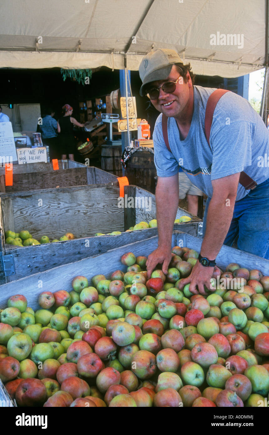 Terry Draper with bin of Gravenstein apples at Draper s Farm in the town of Mt Hood Hood River Valley Oregon Stock Photo