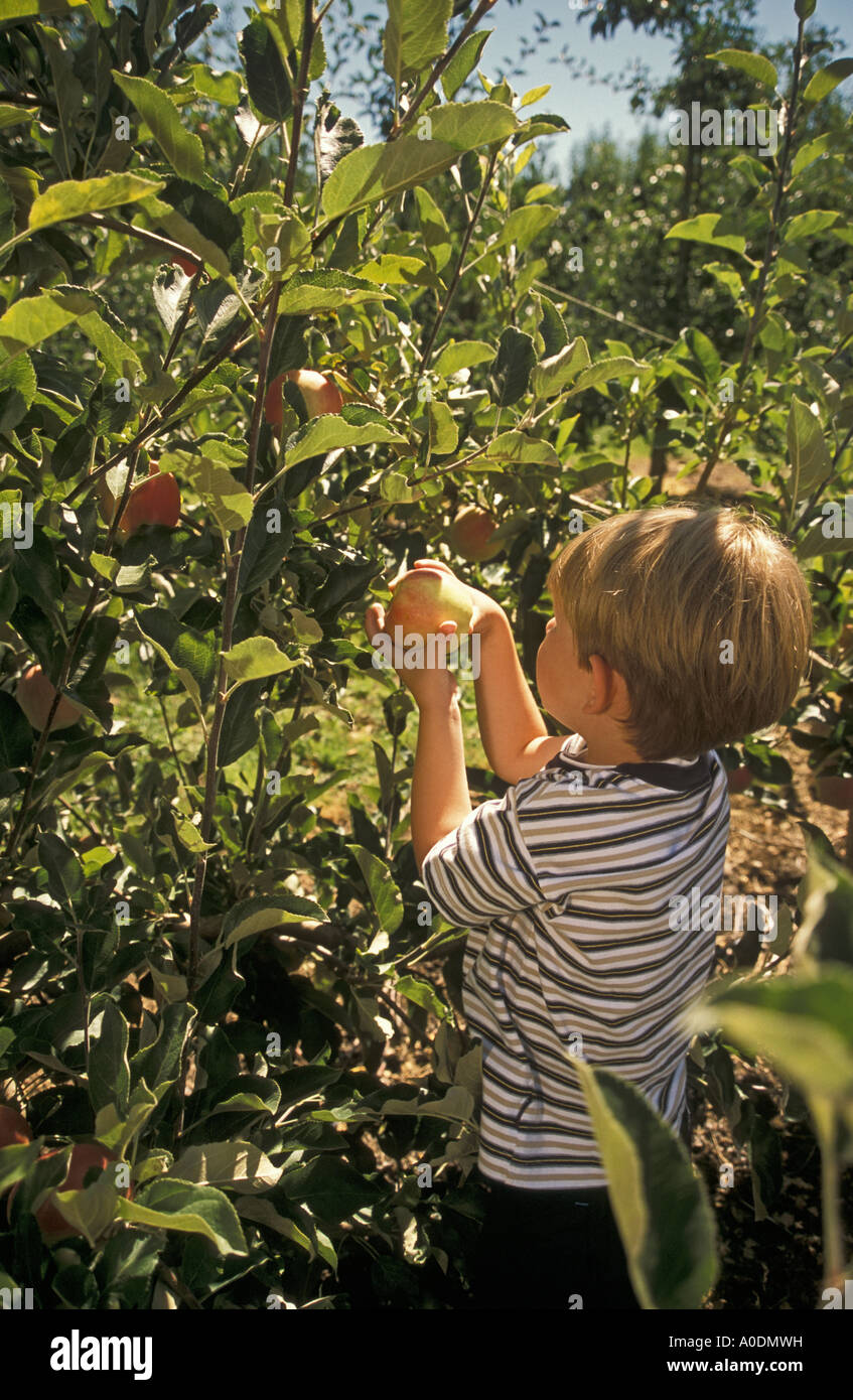 kiyokawa family orchards parkdale oregon kiyokawa family orchards parkdale oregon