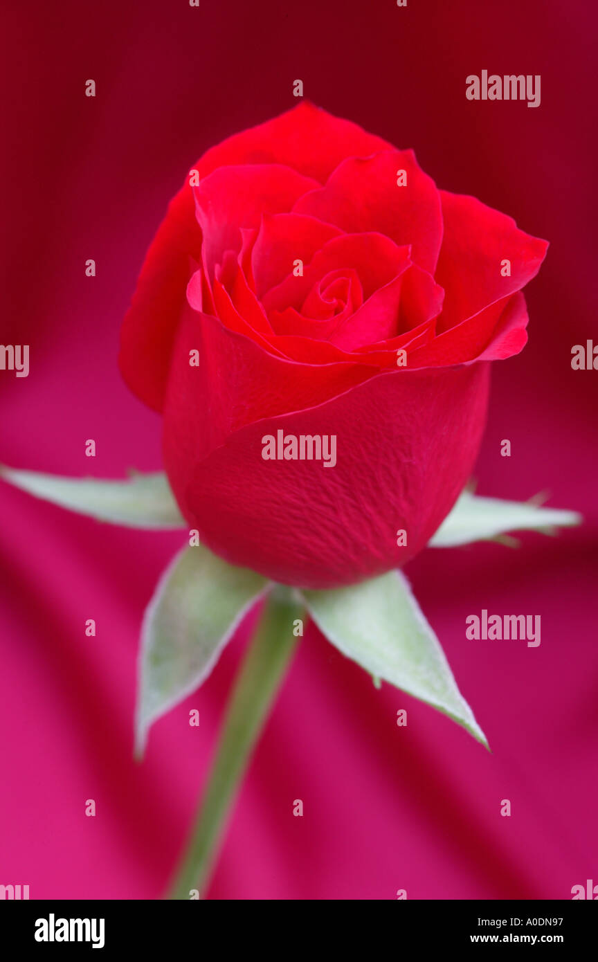 Single red rosebud on red satin background Stock Photo - Alamy