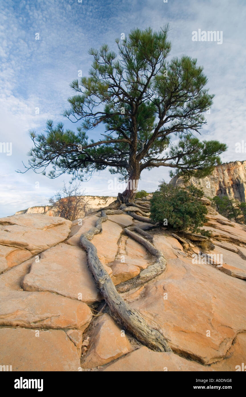 Lone Pine Growing out of Rock Formation, Zion N.P., Utah Stock Photo ...