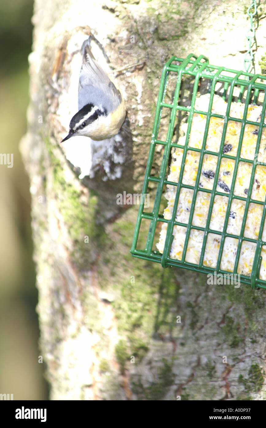 Nut Hatch Stock Photos Nut Hatch Stock Images Alamy