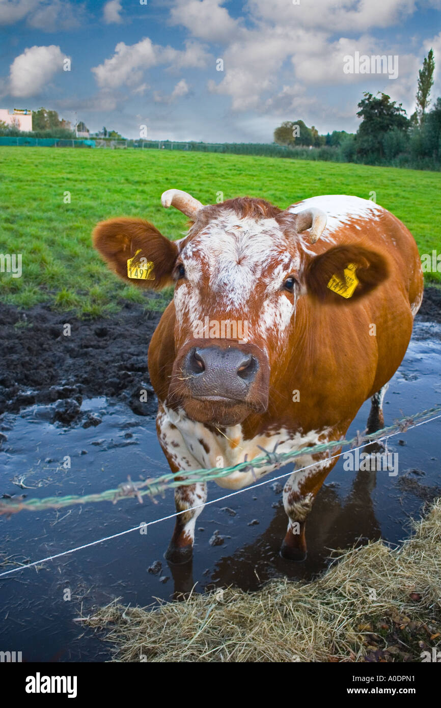 Cattle, Netherlands Stock Photo