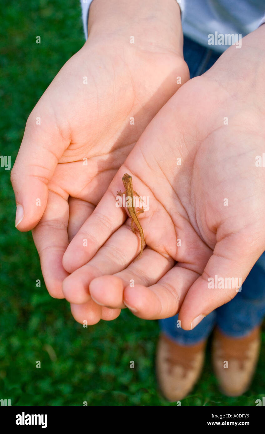 Baby lizard in hands of child, France Stock Photo