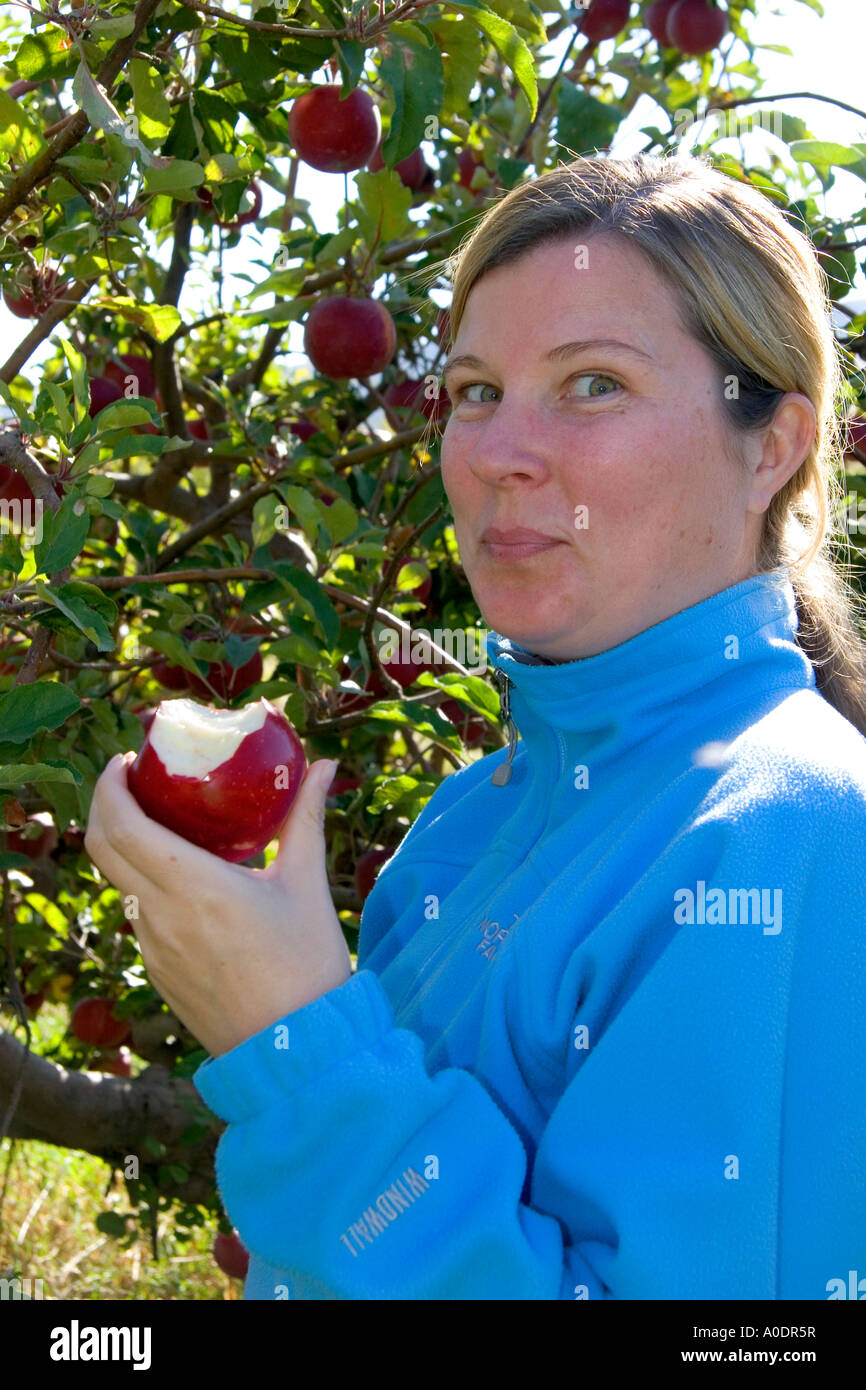 A woman eating an apple she just picked in an orchard near Emmett Idaho ...