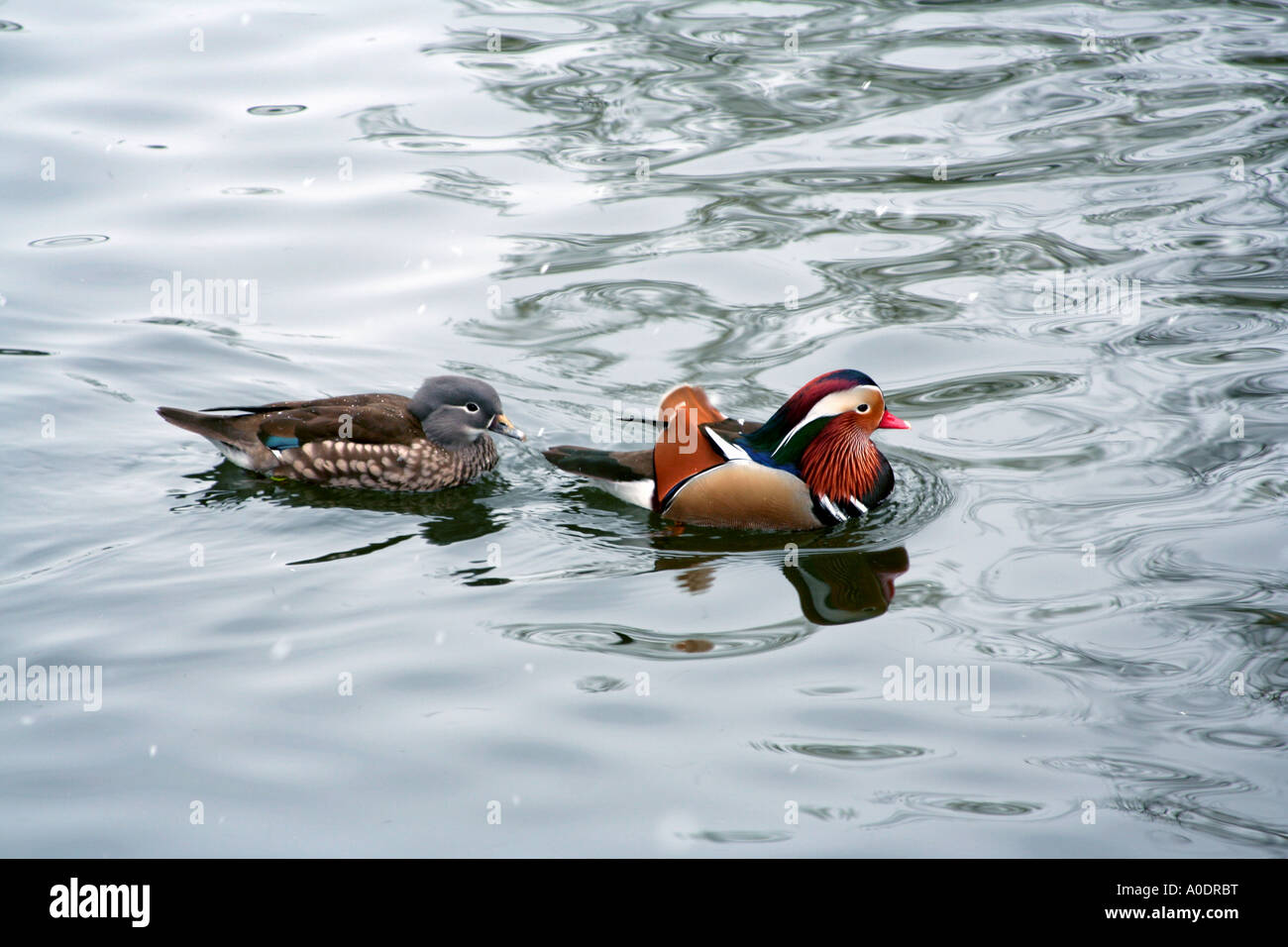 Mandarin duck pair Aix galericulata Stock Photo