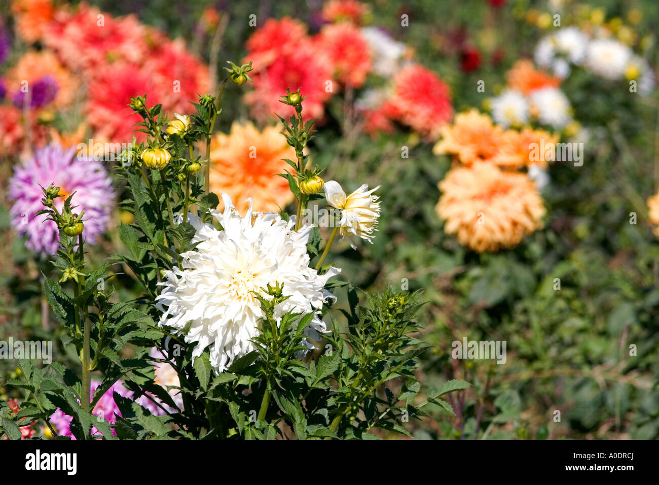 Dahlia flowers Stock Photo