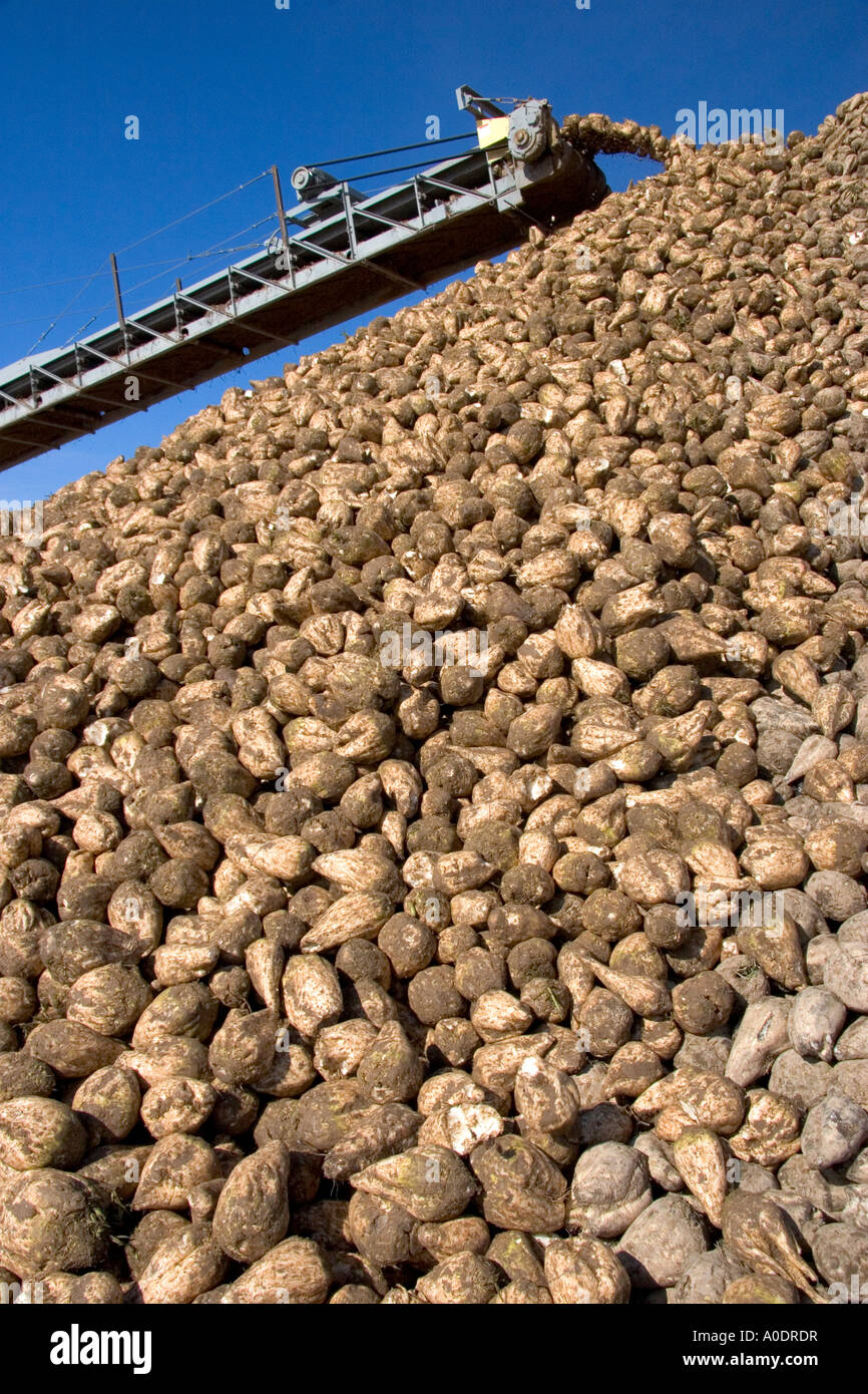 Harvested sugar beets in a collective pile at Mountain Home Idaho Stock