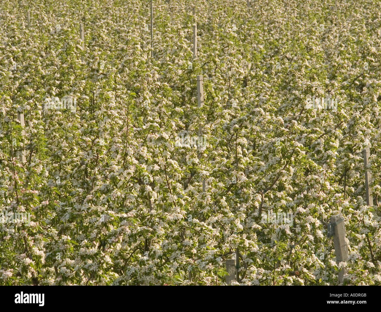 Apple trees in bloom hi-res stock photography and images - Alamy