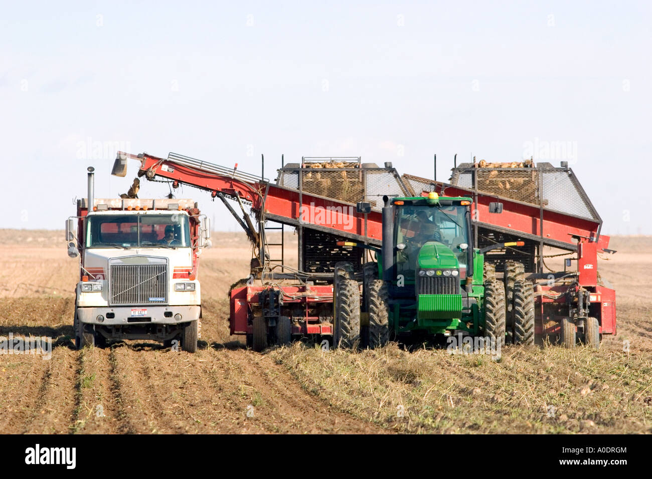 Sugar beet harvest in Mountain Home Idaho Stock Photo Alamy
