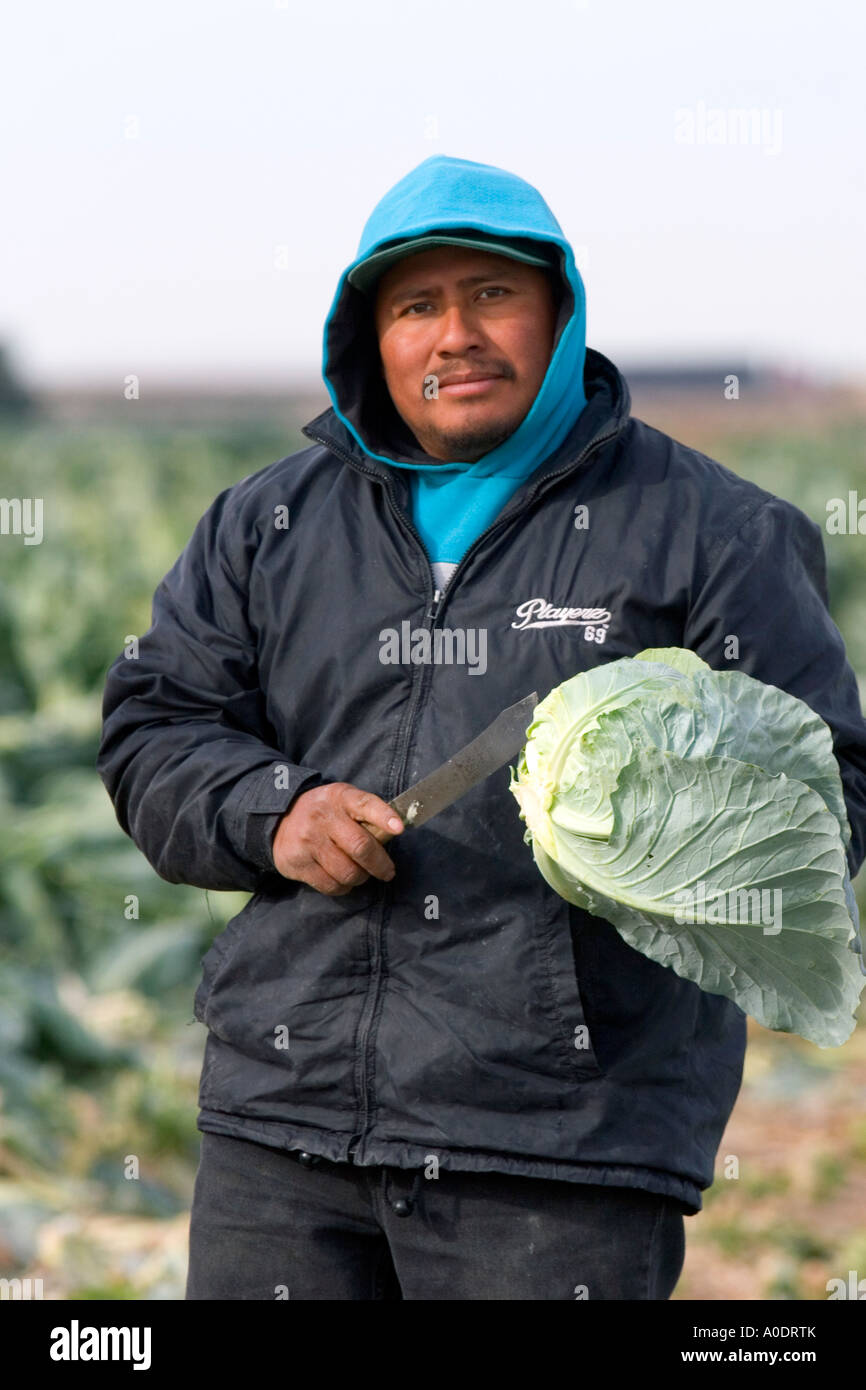 A mexican farm worker harvesting cabbage on a farm in Fruitland Idaho Stock Photo