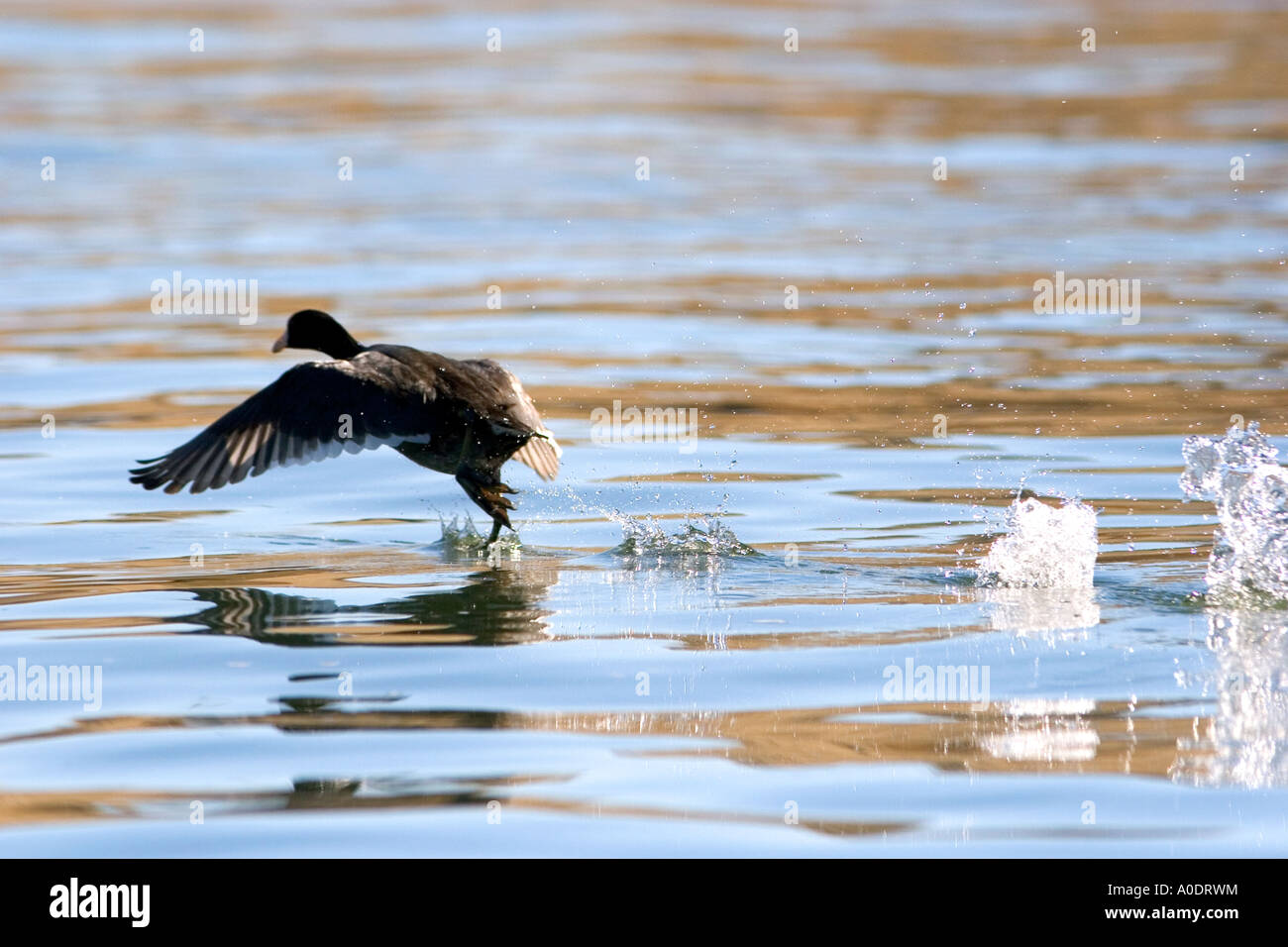 A coot running on the water in Idaho Stock Photo