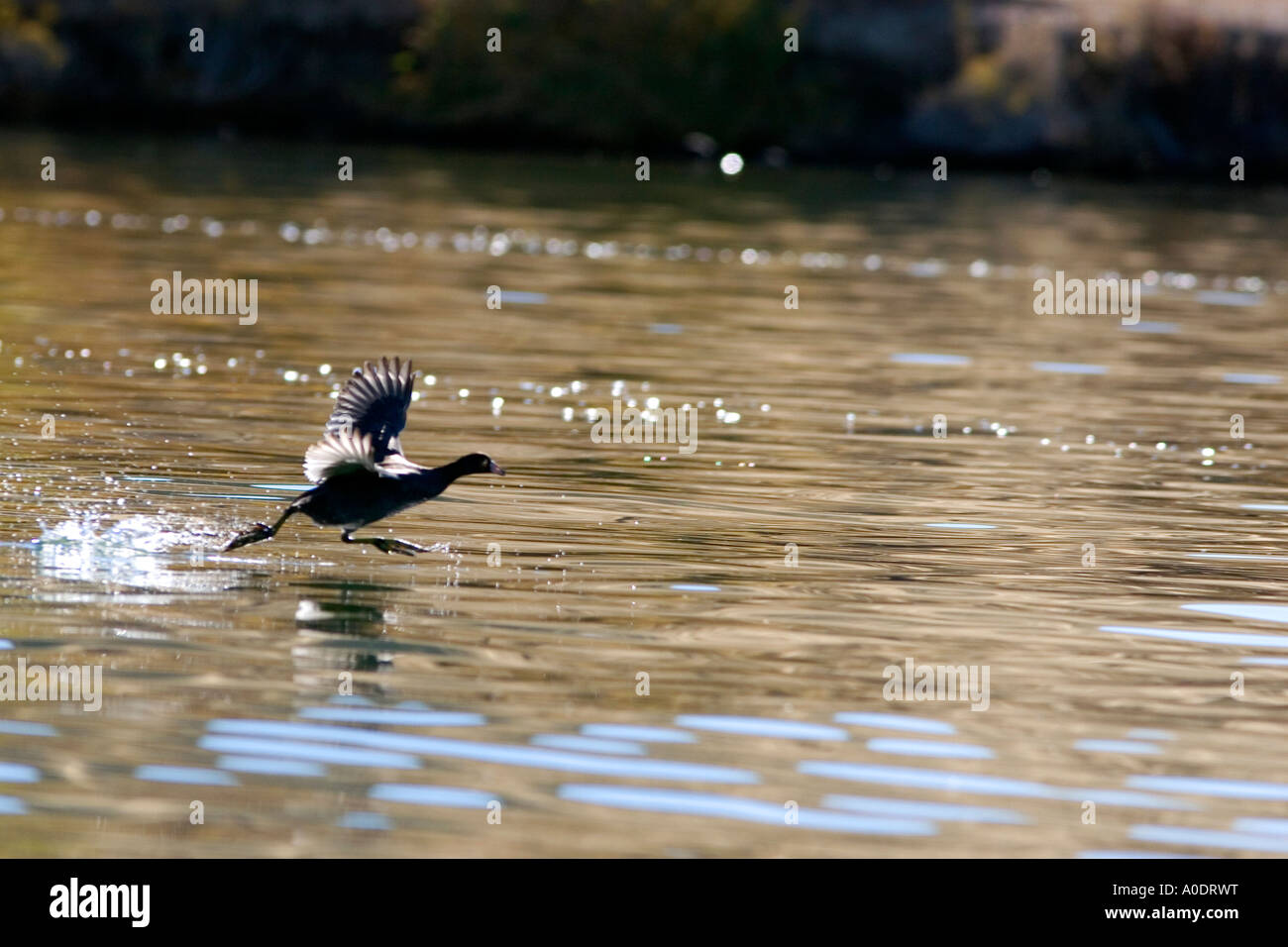 A coot running on the water in Idaho Stock Photo