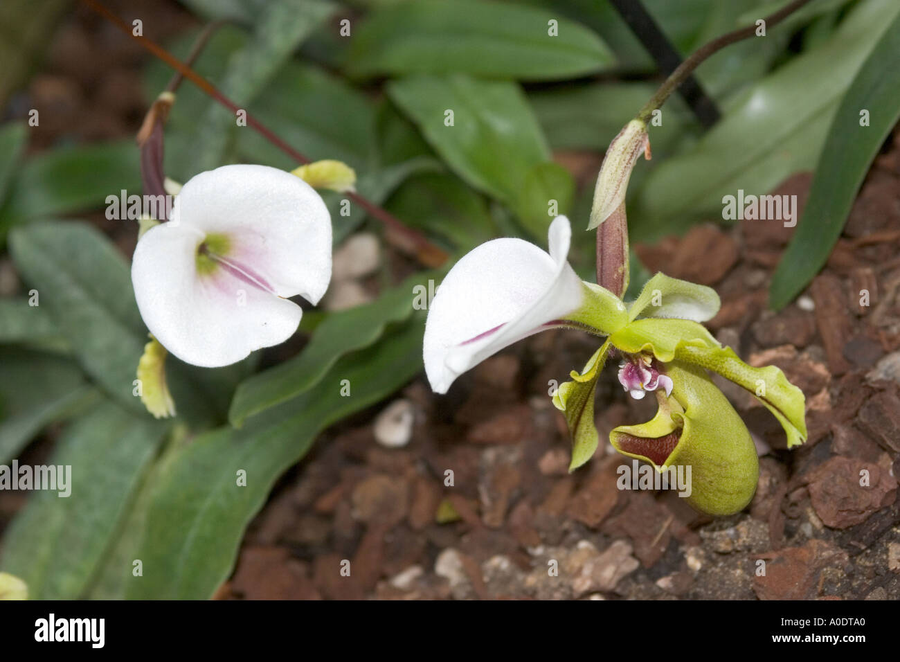 Orchid Paphiopedilum spiceranum Stock Photo