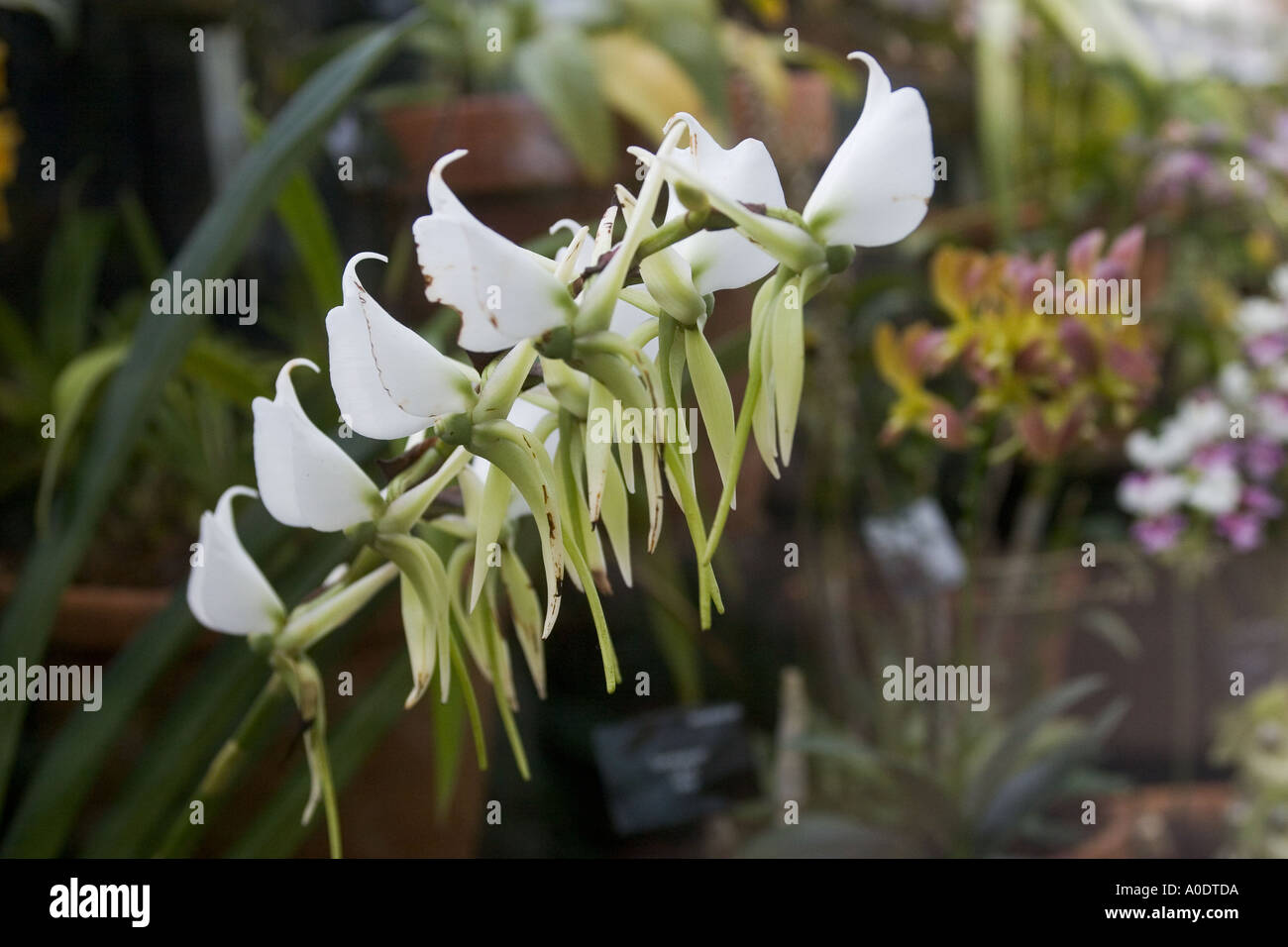 Orchid angraecum Stock Photo