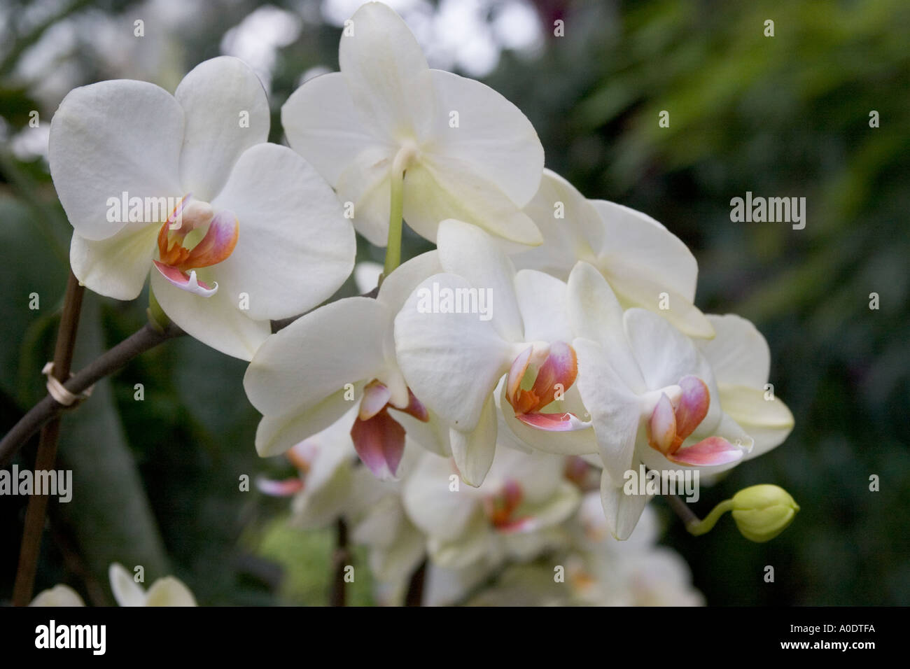 White orchid Phalaenopsis Stock Photo