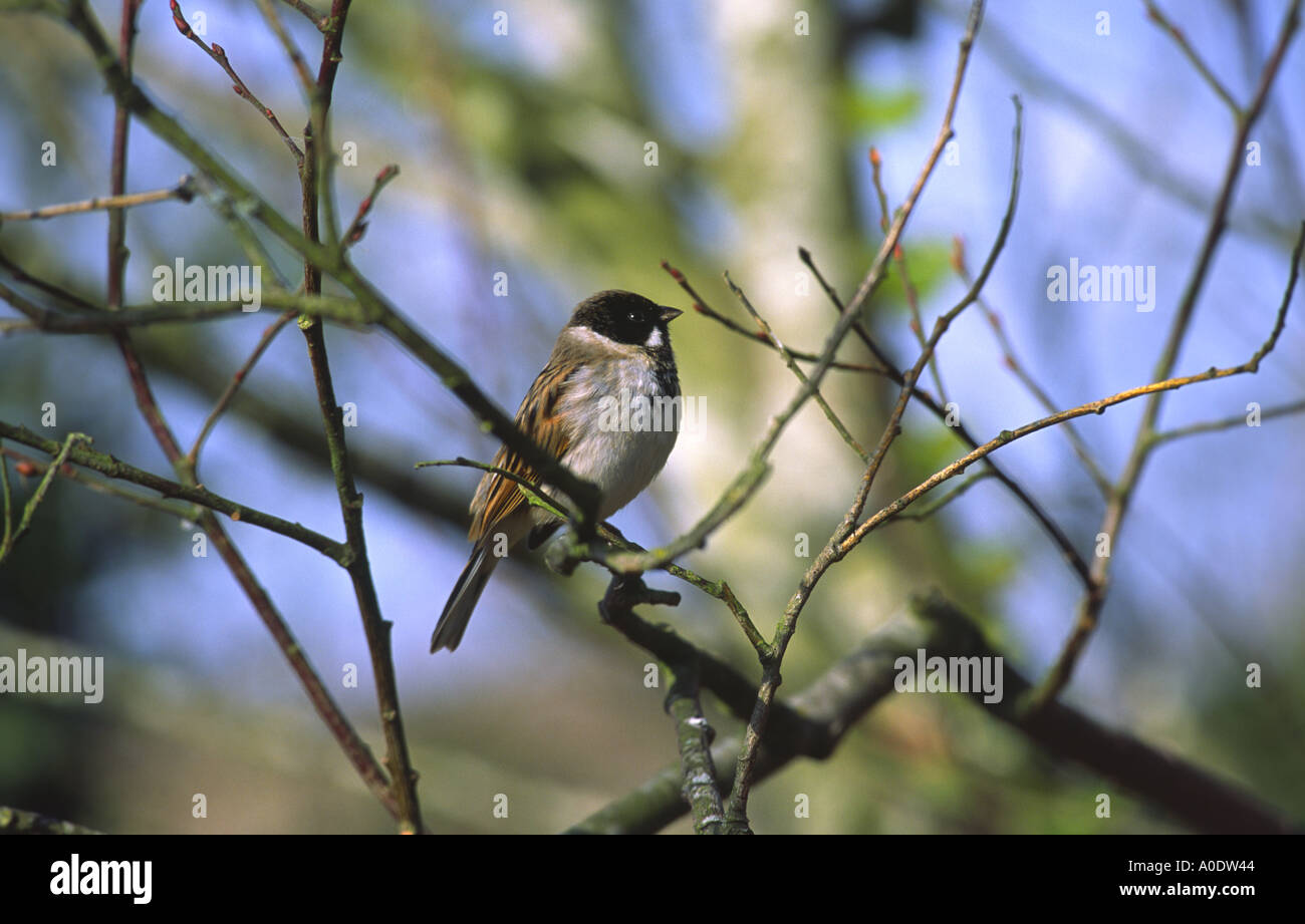 Reed bunting wales hi-res stock photography and images - Alamy