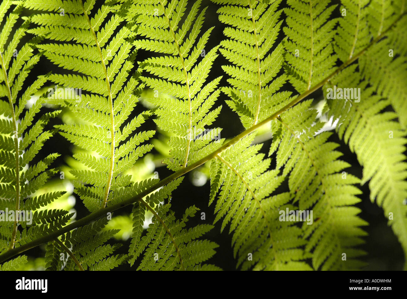 Particular fern hi-res stock photography and images - Alamy