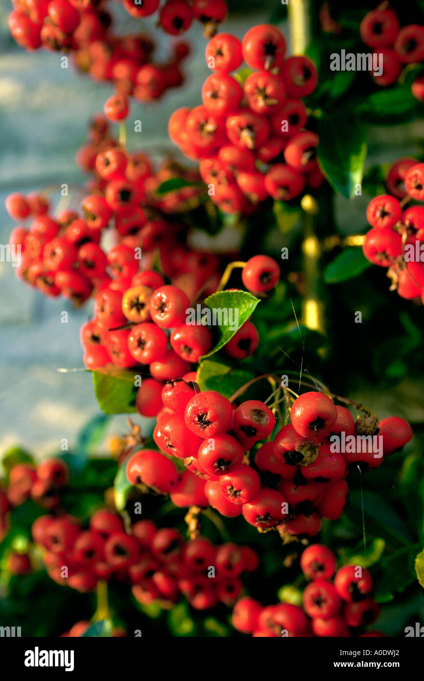 Cotoneaster (hybridus pendulus). Evergreen shrub with white flowers spring and then red berries in autumn. Stock Photo