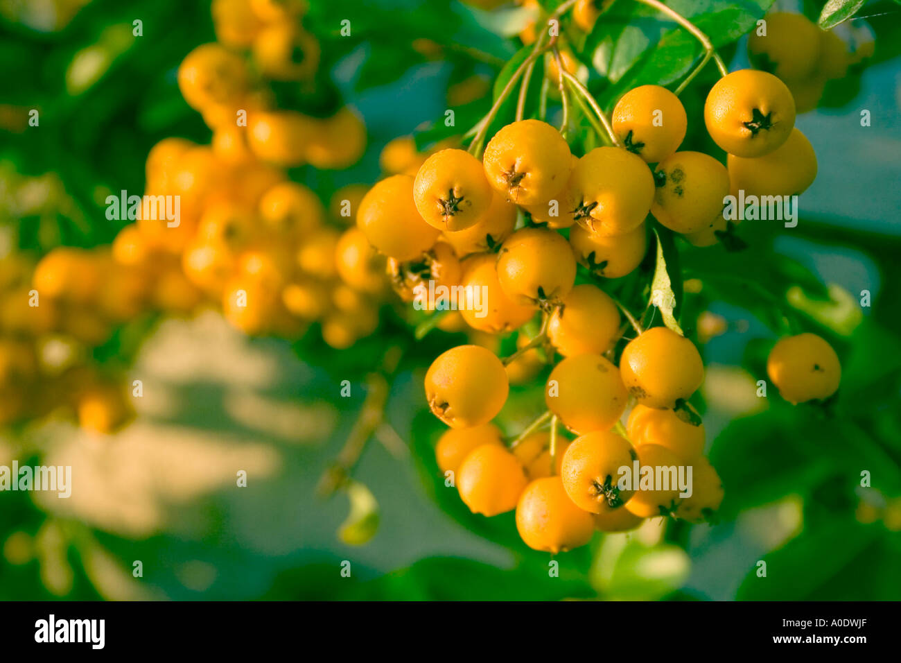 Cotoneaster, (hybridus pendulus), evergreen shrub, with yellow berries in autumn Stock Photo
