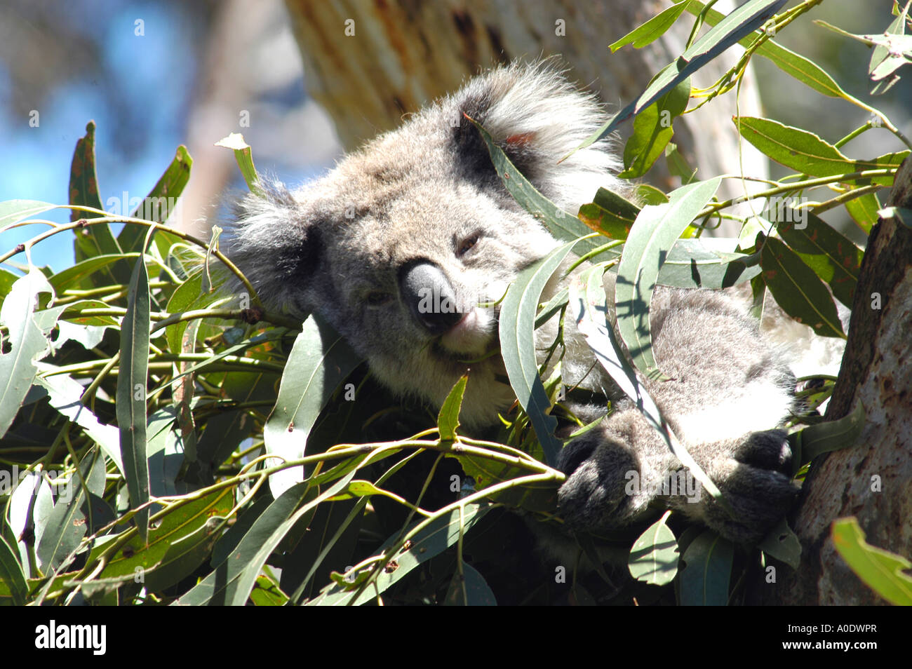 Koala looking on tree hi-res stock photography and images - Alamy