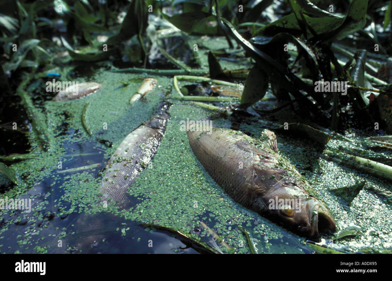 Dead fish in Bow Brook Defford Bridge after sewage pollution Worcestershire England Stock Photo