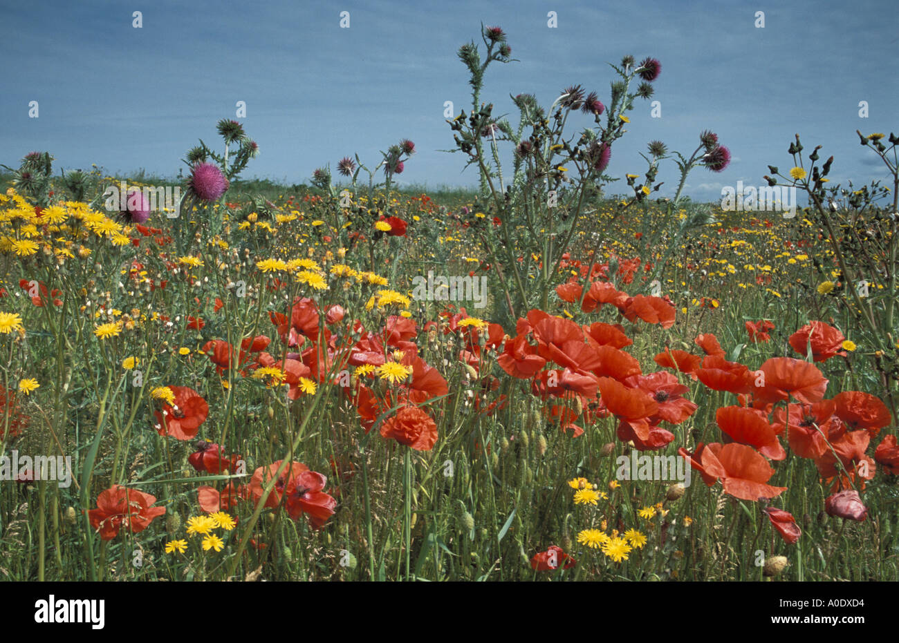 Poppies and other agricultural weeds on farmland next to Castle Hill National Nature Reserve East Sussex Stock Photo
