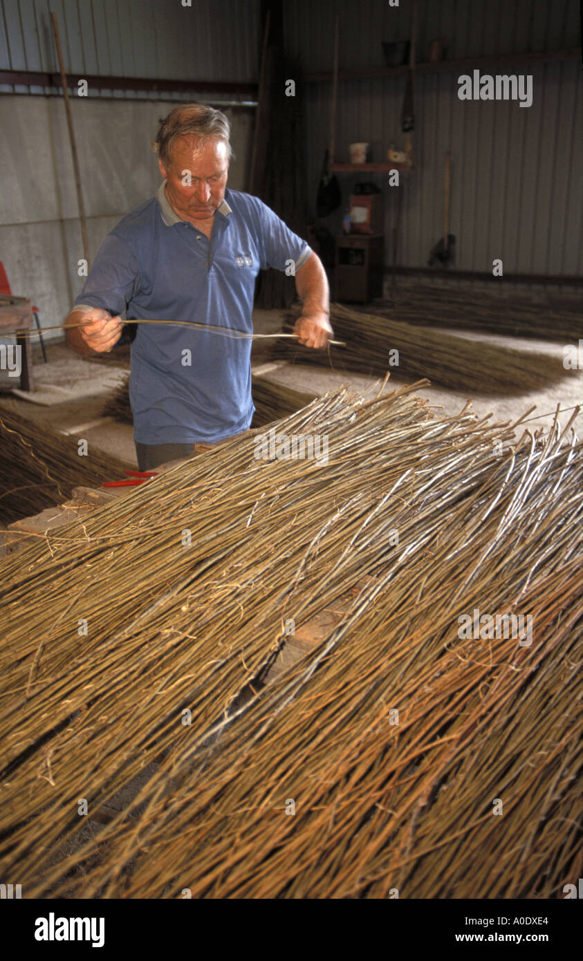 Sorting willows by length at P H Coate son factory Somerset Stock Photo