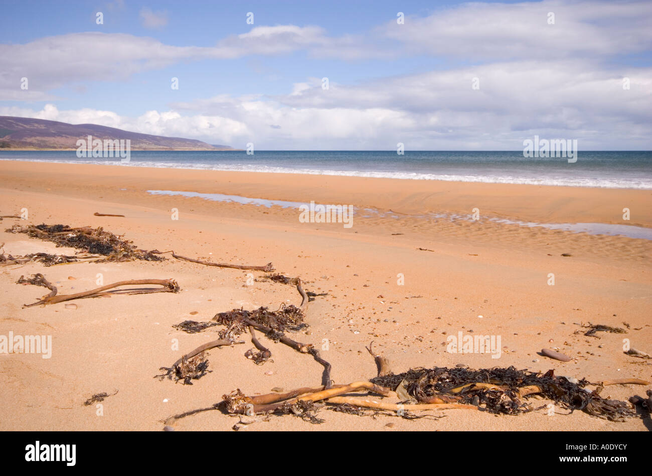 DESERTED SANDY BEACH SCENE WITH BLUE SKY AND SEA WEED WASHED UP ON BEACH Stock Photo