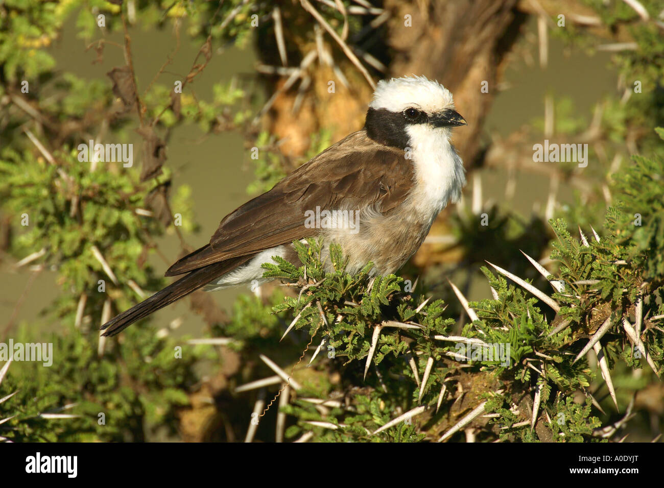 White Crowned Shrike Eurocephalus anguitimens perched in an Acacia tree in Tanzania East Africa Stock Photo