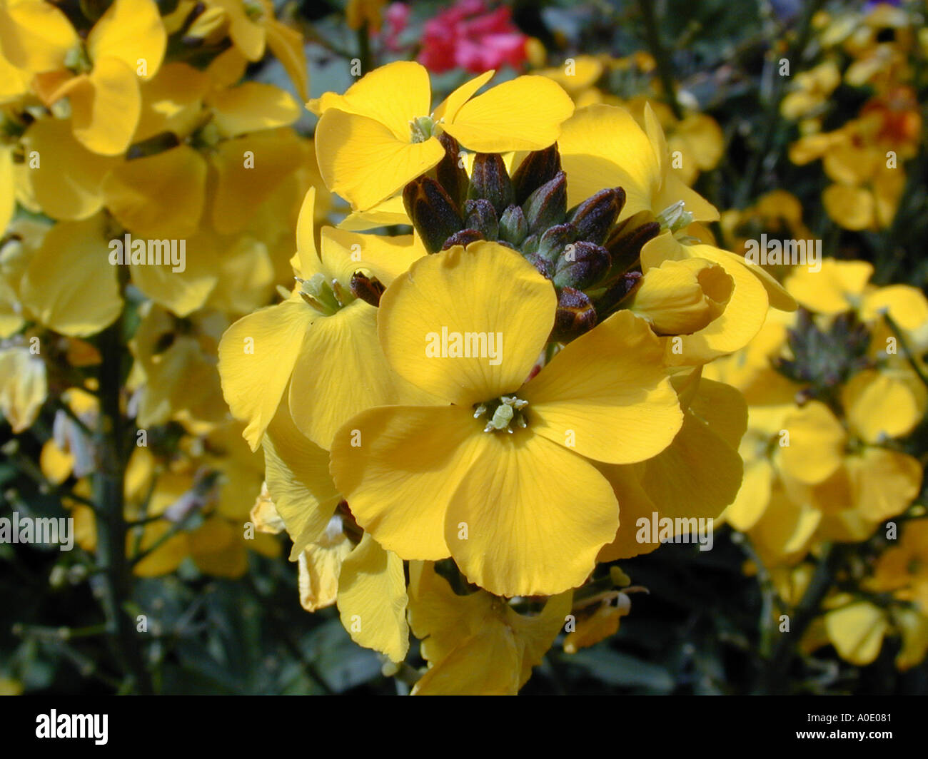 Erysimum Gold wallflower flowers Stock Photo