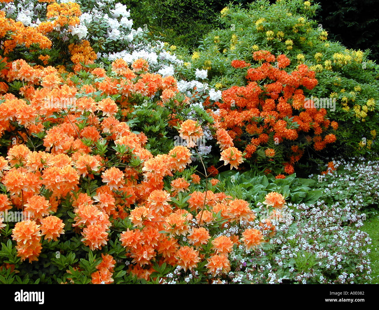 garden path view with azaleas rhododendrons geraniums Stock Photo