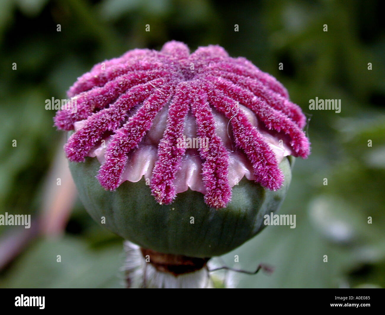 Poppy seed dispersal hires stock photography and images Alamy