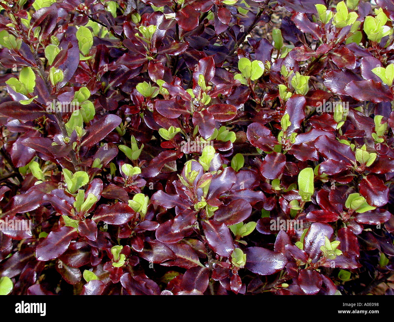 Pittosporum tenuifolium Tom Thumb Garden evergreen foliage shrub Stock  Photo - Alamy