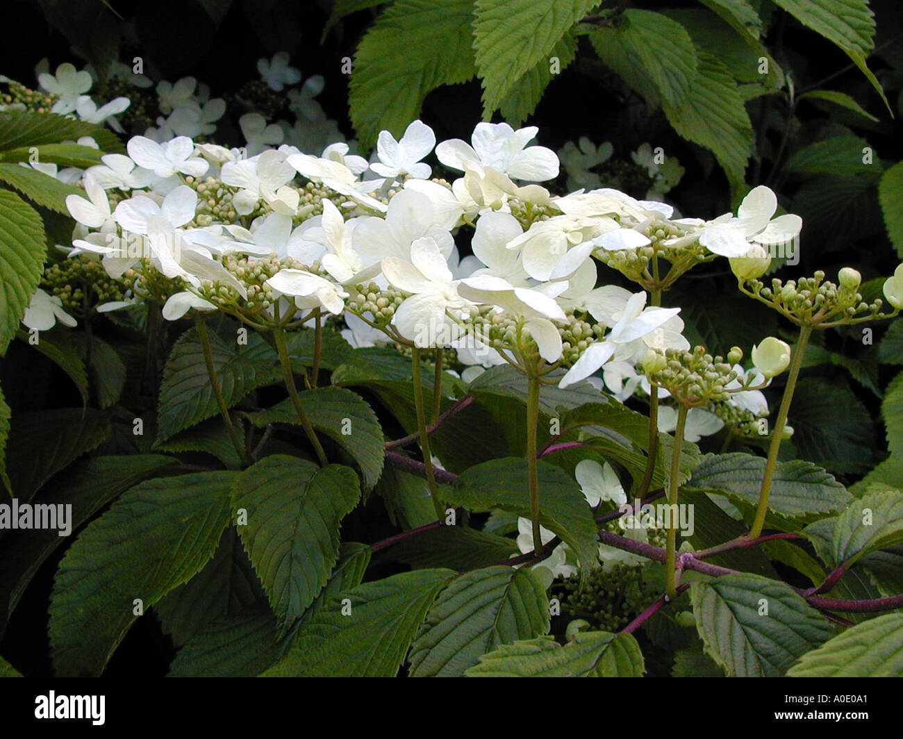 Viburnum plicatum Lanarth Stock Photo