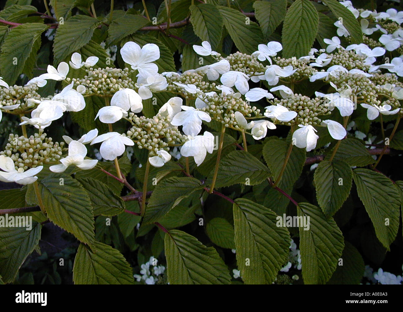 Viburnum plicatum Lanarth Stock Photo