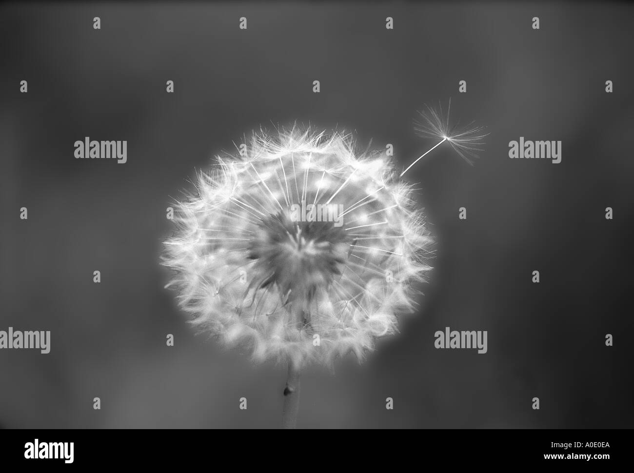 Dandelion flower seed in Black and White Stock Photos & Images - Alamy