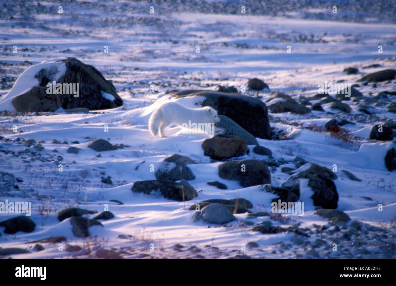Wapusk National Park Hudson Bay Cape Churchill Manitoba Canada North ...