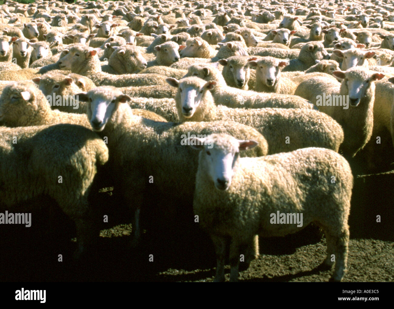 New Zealand Sheep Stock Photo Alamy