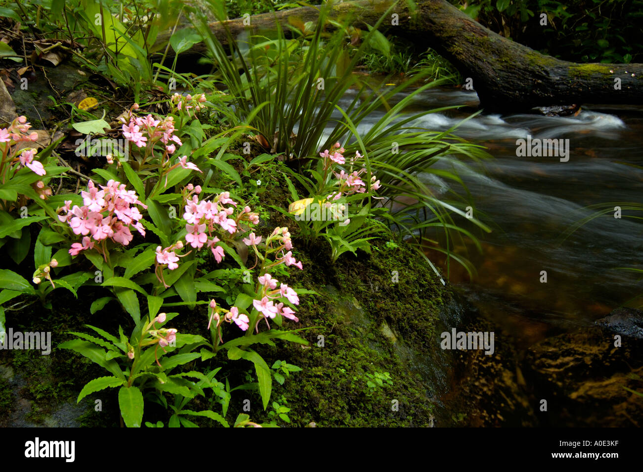 Wild orchid in Phu Hin Rong Kla national park, Thailand Stock Photo