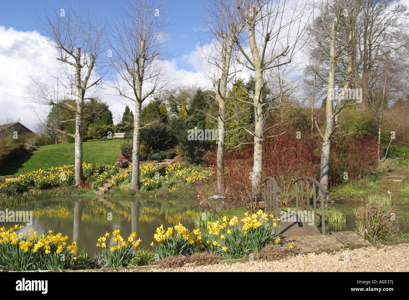 Spring daffodils beside UK garden pond. Stock Photo