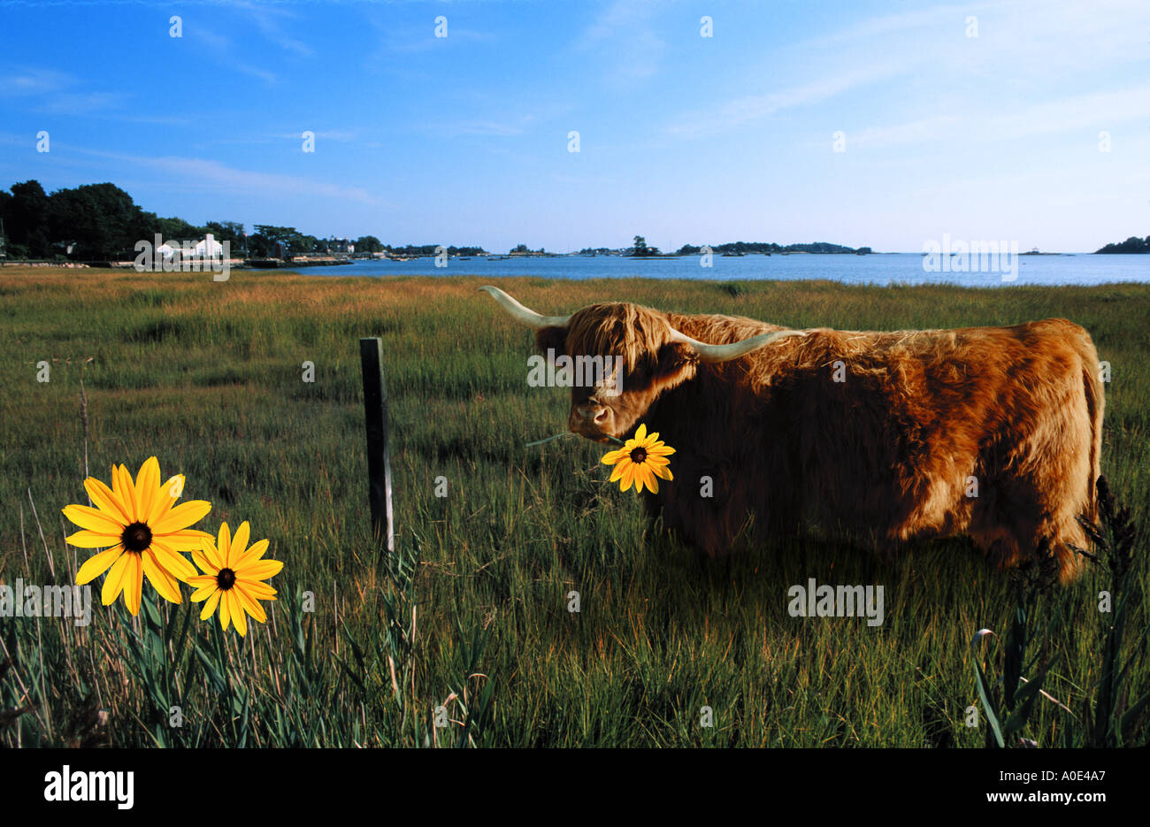 Animal humor A highland cow eating a flower in a marsh animals Stock Photo