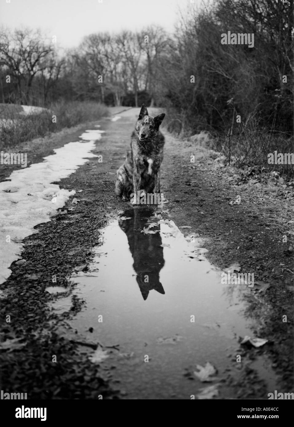 Dog with reflection along dirt pathway Connecticut USA Stock Photo